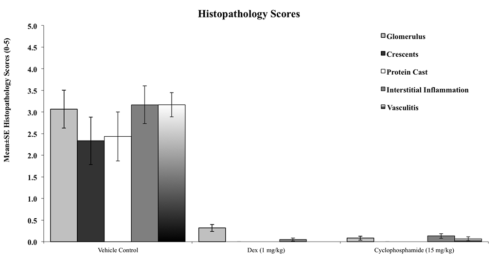 SLE9-Histopathology-Scores
