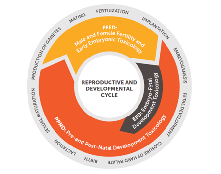 reproductive-and-developmental-cycle