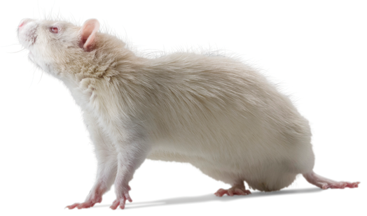 Lewis inbred rats: LEW/Han®Hsd Lewis inbred rats: LEW/Han®Hsd