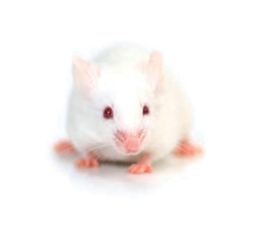 NMRI outbred mice: HsdWin:NMRI