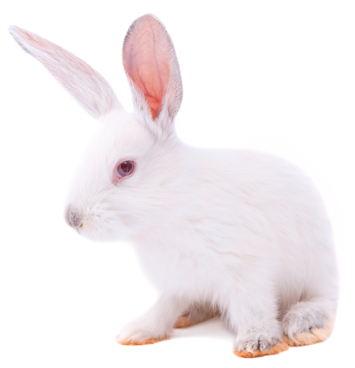 New Zealand White rabbits: HsdHra:(NZW) SPF